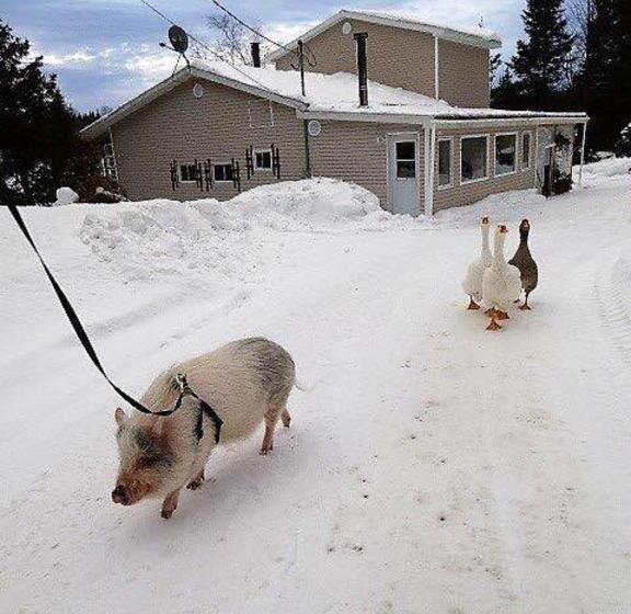 호텔 Hebergement Cerfstifie Fermette