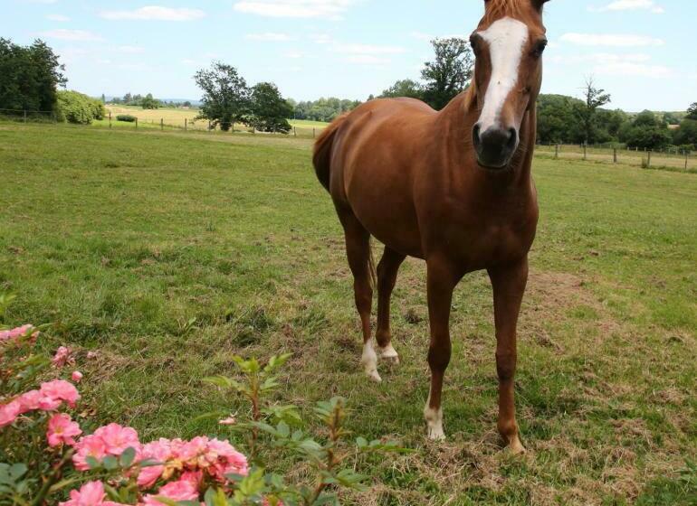 بنسيون Chambre D Hôte Courtoux