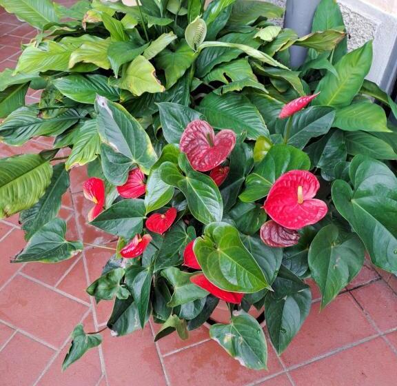 B&b La Dimora Di Alida