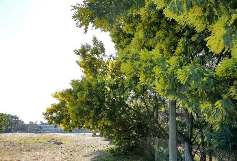 B&b Mob Mimizan On The Beach