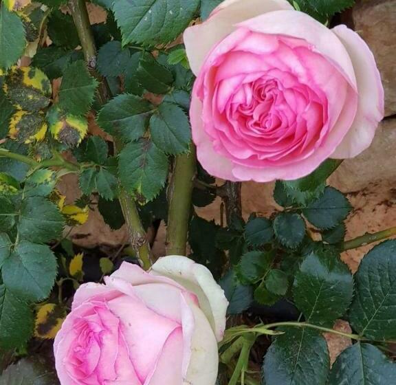 住宿加早餐 Dimora San Quirico Rooms & Food