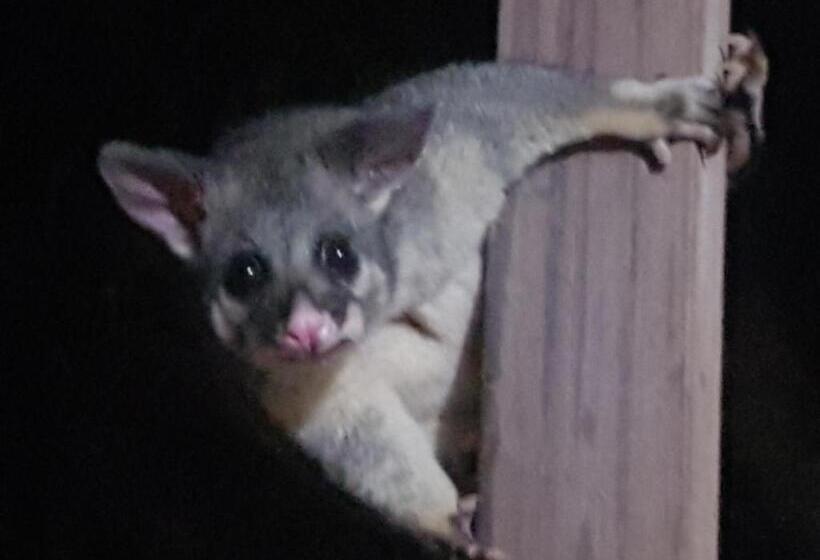 צימר Forest View Bungalow