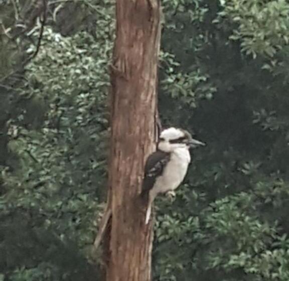 צימר Forest View Bungalow