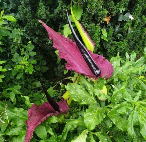 住宿加早餐  Morland