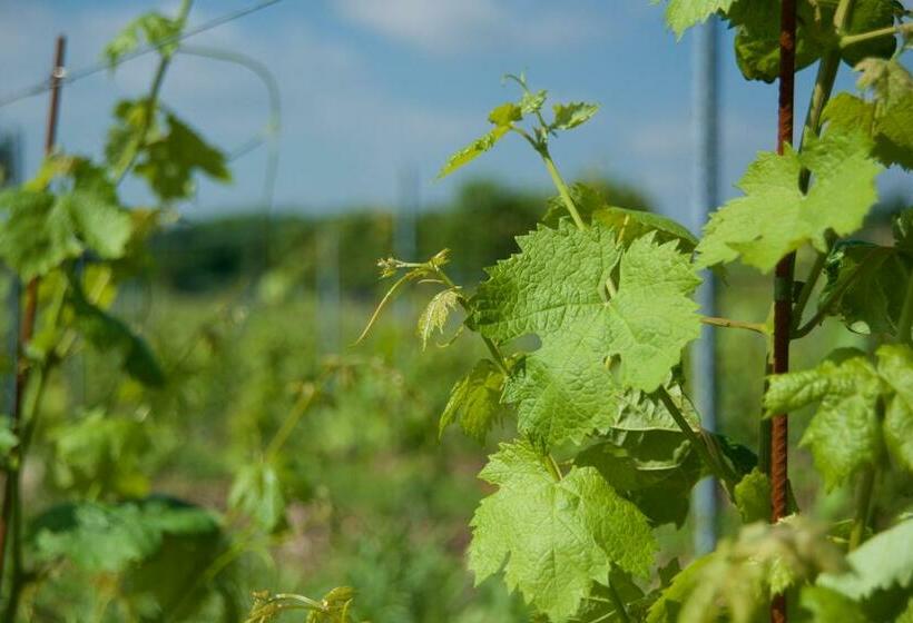 בית מלון כפרי Agriturismo Albarello