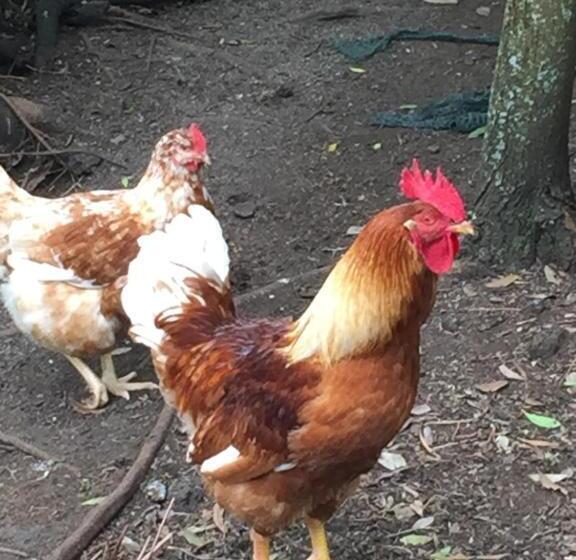 هتل Intact Farm Resort