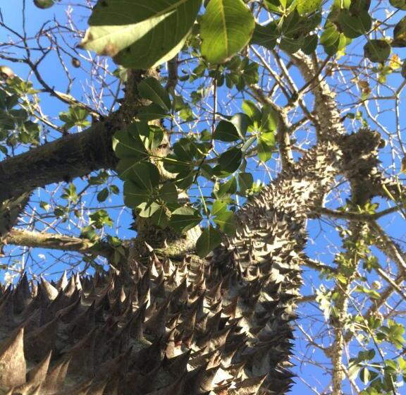 פנסיון Ninho Salino