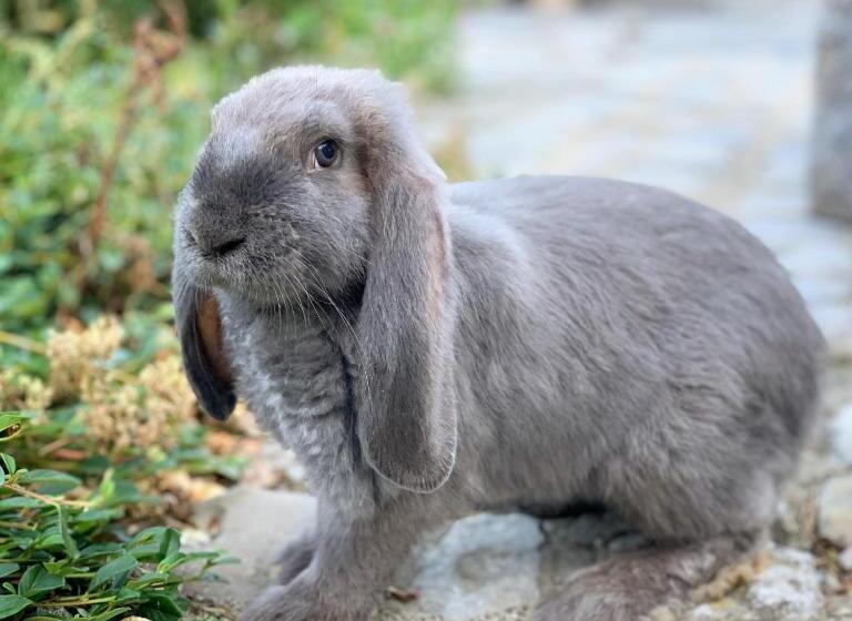 مبيت وإفطار La Belle étable