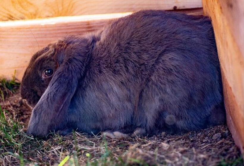 مبيت وإفطار La Belle étable