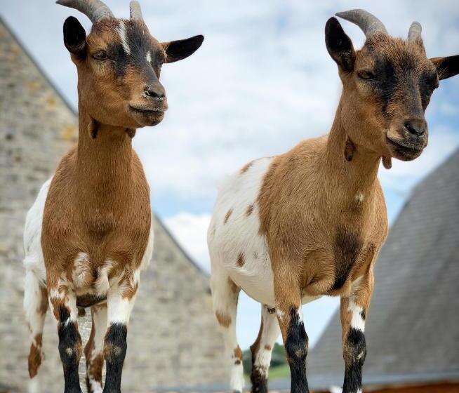 مبيت وإفطار La Belle étable