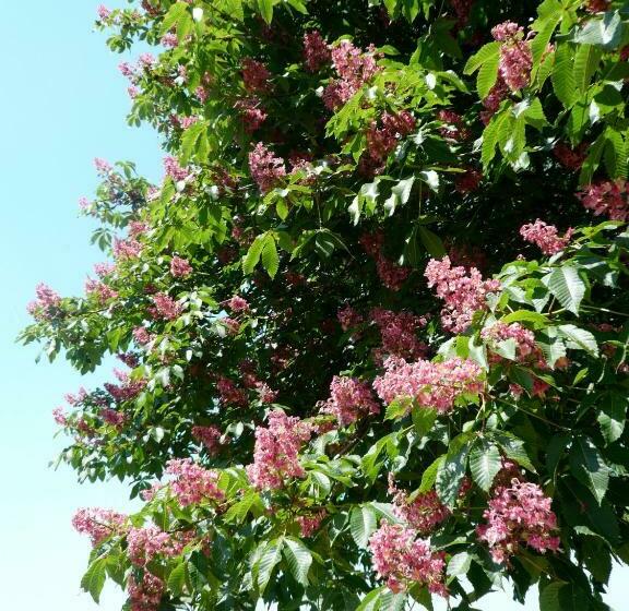 בית מלון כפרי Agriturismo La Torre