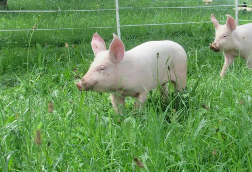 בית מלון כפרי Ferienhof Breitenbaumer