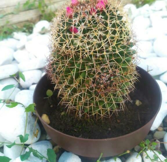 פנסיון Alojamiento Mª Carmen