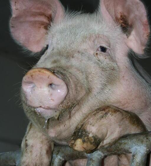 بنسيون Bauernhof Hoenigshof