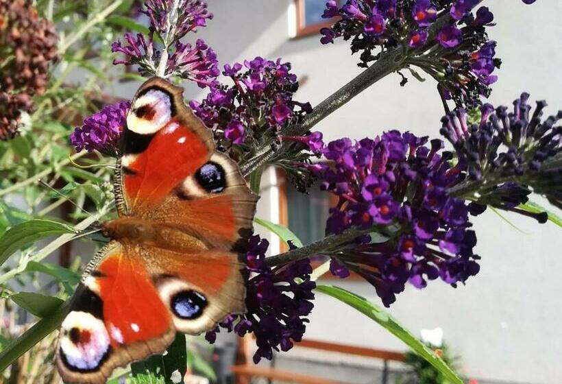 بنسيون Lasserhof