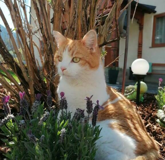 פנסיון Lasserhof