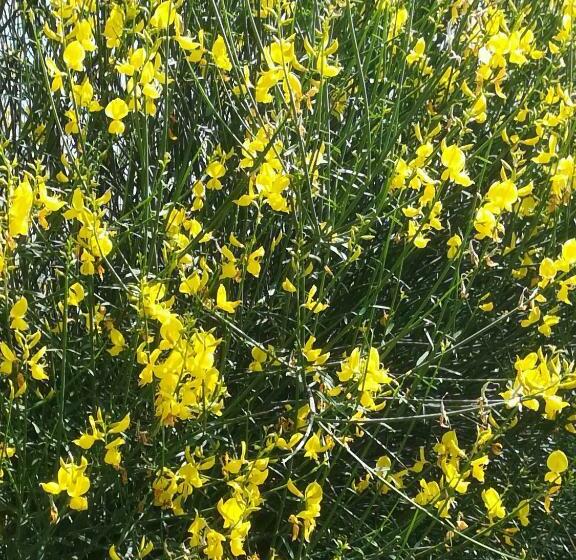 مبيت وإفطار Borgo Della Rocca