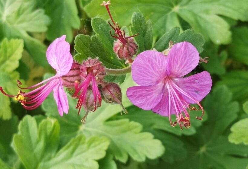 Bed And Breakfast Da Pio