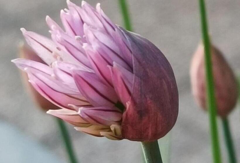 Bed And Breakfast Da Pio