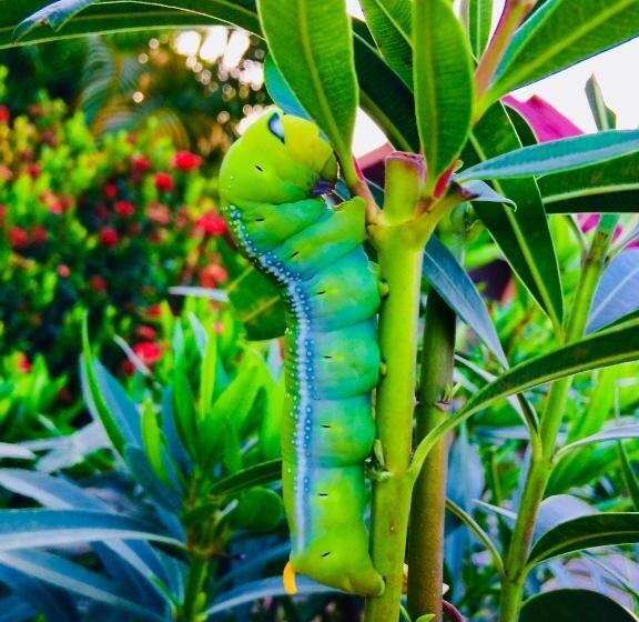 Gardenhomeresortkohjum