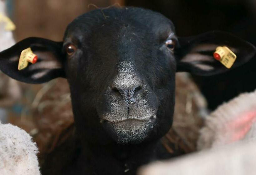 هتل Bauernhof Kure