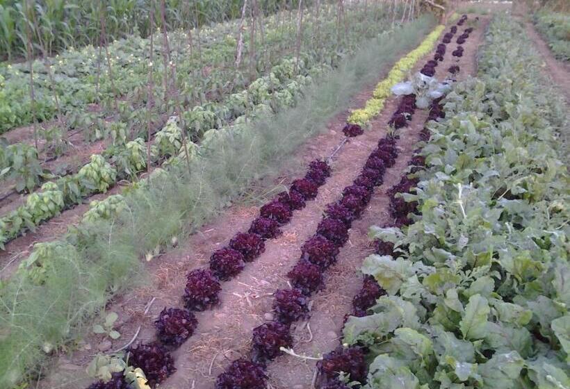 Отель Casa Rural Finca Las Dulces