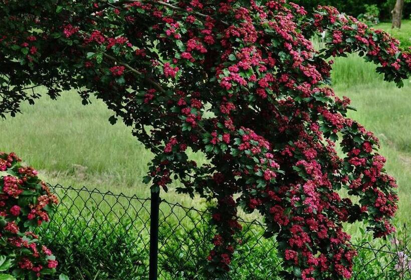 بنسيون Haus Buena Vista