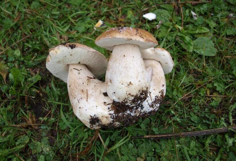 펜션 Penzión Koruna