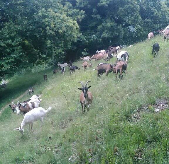 בית מלון כפרי Agriturismo Fiorendo