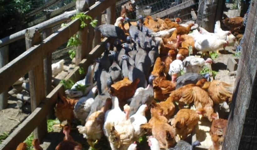 בית מלון כפרי Agriturismo Fiorendo