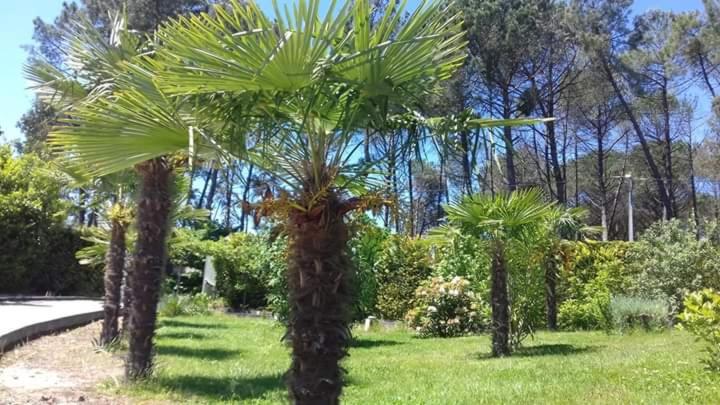 펜션 Casa Do Soito