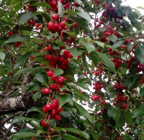 펜션 Casa Do Soito