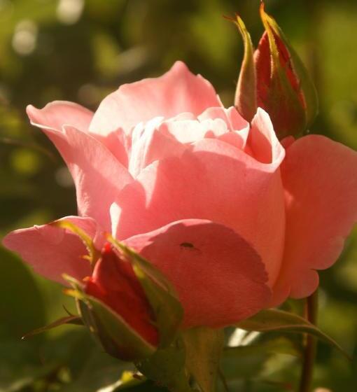 پانسیون Geoglobe Chambre D Hòtes