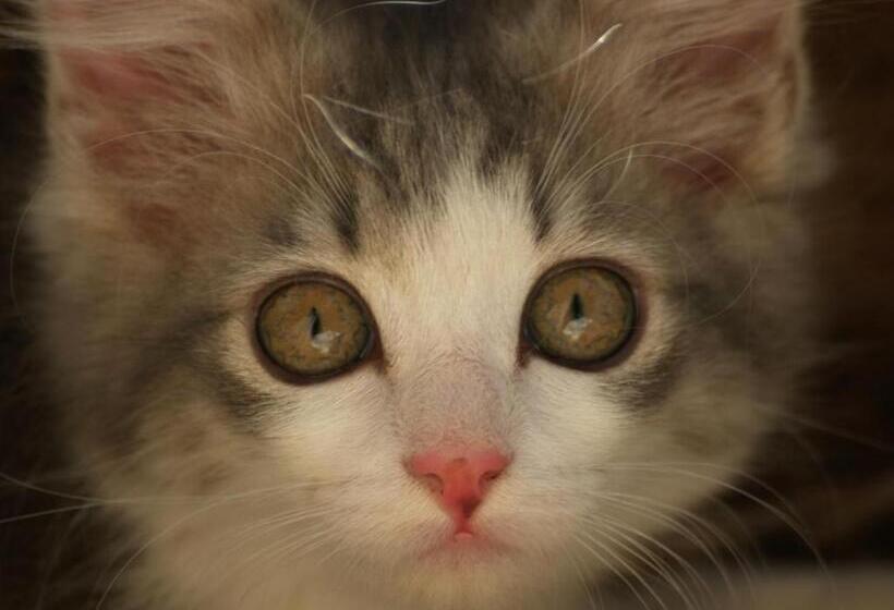 פנסיון Room @ Irissa Sanctuary