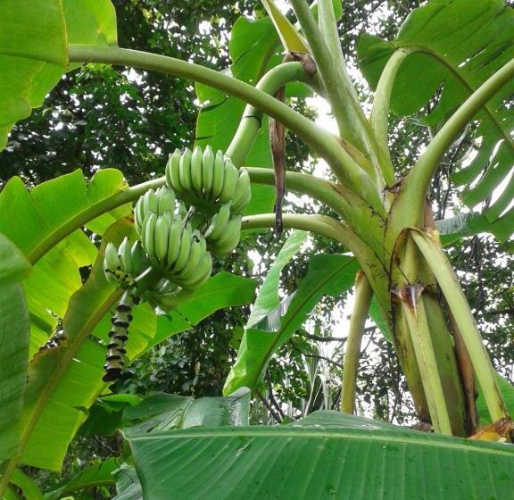 Общежитие Nananuira Apartment And Room