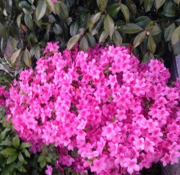 مبيت وإفطار Chambres D Hôtes Le Bignon Dans Les Alpes Mancelles