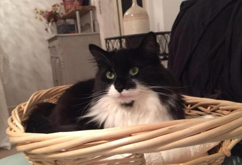 ベッドアンドブレックファースト Chez Jo Apartments