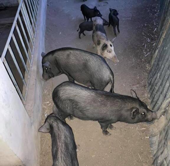 בית מלון כפרי Ataalaya Farmhouse