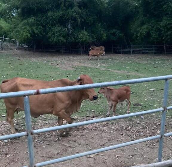 בית מלון כפרי Ataalaya Farmhouse