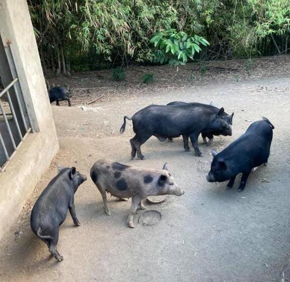 בית מלון כפרי Ataalaya Farmhouse