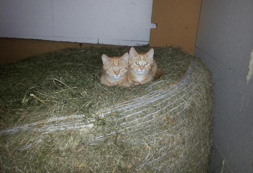 酒店 Bauernhof Dünser