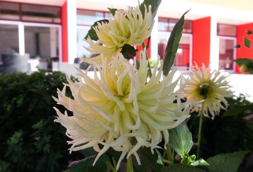 فندق Casa D´edite