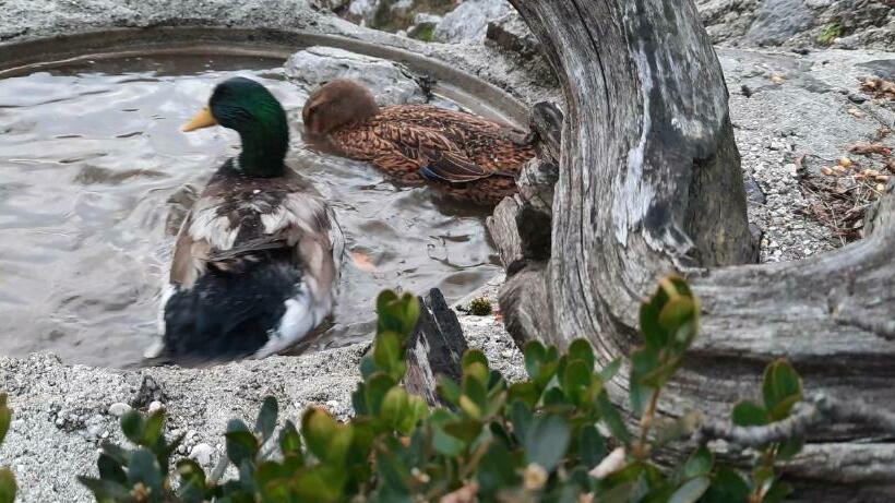 酒店 Jelenov Breg Pod Matajurem