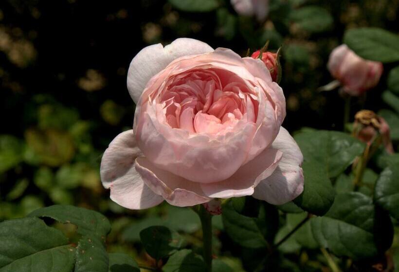 בית מלון כפרי Vorsen