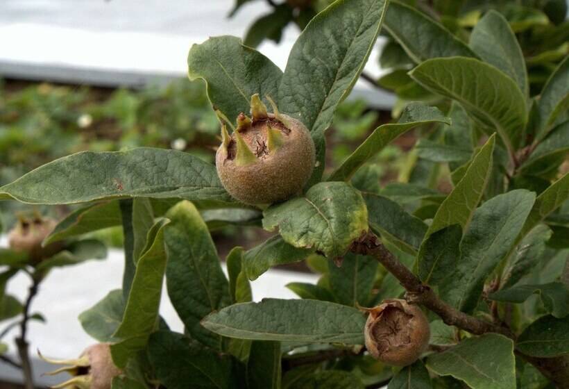 בית מלון כפרי Vorsen