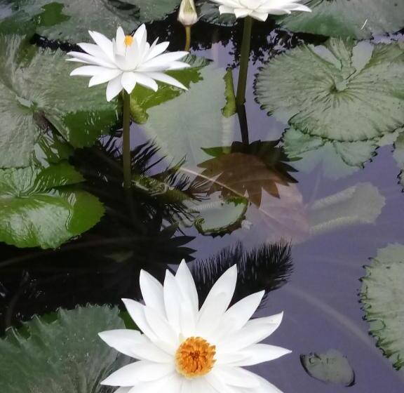 פנסיון Ban Suan Sukjai Mae Sariang