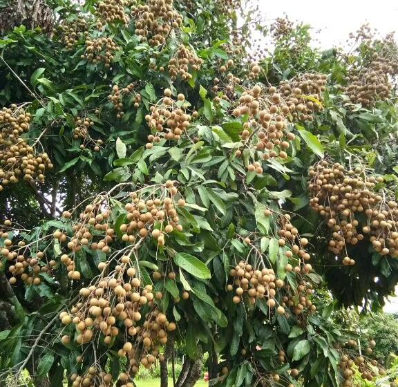 פנסיון Ban Suan Sukjai Mae Sariang