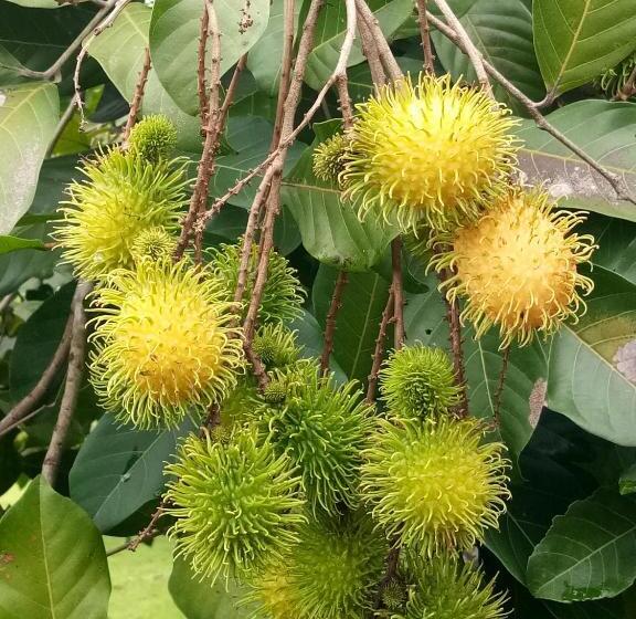 פנסיון Ban Suan Sukjai Mae Sariang