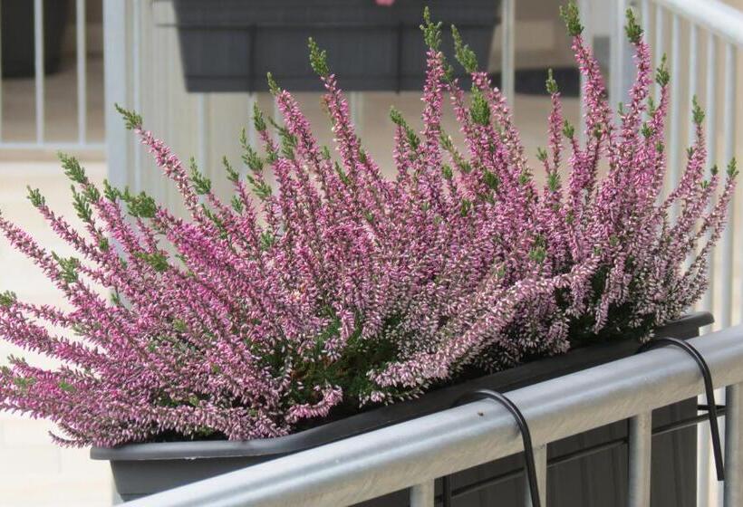 פנסיון Cristallo Camere