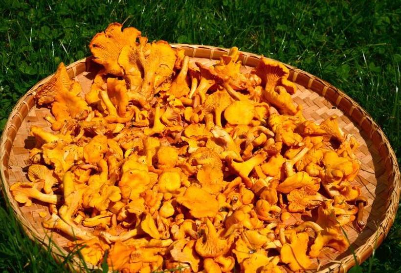 مبيت وإفطار Il Cortese